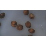 Lochblech für Aprikosen und Pflaumen zu ZP-1  