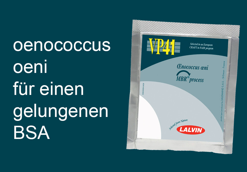 Oenococcus oeni Milchsäurebakterien
